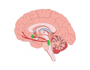 The Mesolimbic Pathway