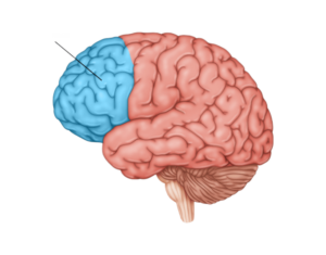 The Prefrontal Cortex