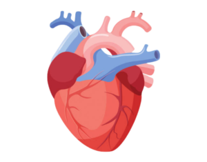 Improved Cardiovascular Health