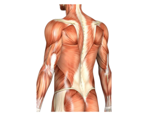 Enhanced Flexibility and Mobility